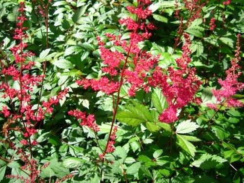 Astilbe - japonica Red sentinel